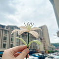 Handmade French Beaded Lily Flower Stem | Luxury Everlasting Floral Decor