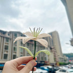Handmade French Beaded Lily Flower Stem | Luxury Everlasting Floral Decor